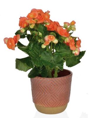 Maceta Ceramica Terracota